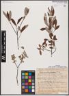 Foto von Salix aurita L. x Salix eleagnos Scop.
